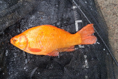 2026-05, Studentersøen, Guldkarusse 1,6kg., Jan Jensen