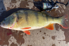 2025, Smuk Sommeraborre, Poul R. Larsen