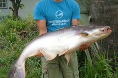 01-2006, Thailand Chiang Mai, Giant Catfish, Mekong 18,500 kg, Christian B Andersen