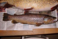 06-03-2009, Gudum Å, Bækørred 1,600 kg, 56,0 cm, Torben Hænchberg