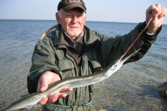 07-05-2011, Den årlige hornfiskekonkurrence Silkesnoren blev afprøvet med succes
