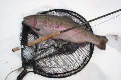 09-02-2010, Trods vinter er der muligheder i Tude Å  Heer en regnbueørred på 3,55 kg fanget af Jørgen Christensen på en Black Zulu str 10
