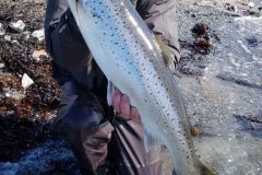 09-04-2017, Kysten, Havørred 3,250 kg, 65,0 cm, Jesper Hansen 