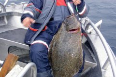 09-09-2011, Havøy Sund, Norge, Helleflynder 30,000 kg, 130,0 cm, John Olsen