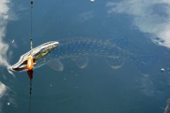 10-05-2010, En aggressiv gedde på 25 kilo var gevinsten i det 2 kast De er sultne, men denne her er i god kondition