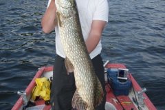 10-06-2010, Tystrup Sø, Gedde 8,800 kg, 115,0 cm, Michael Jæger Petersen