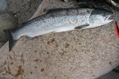 11-04-2010, Kysten, Havørred 1,700 kg, 60,0 cm, Per Egon Hansen