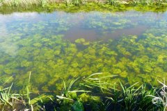 11-05-2009, Vårby Å ved Trelleborg,- meget flot bundvegetation og sigtbarhed Hans Chr Katberg Olrik Thoft ,  Slagelse