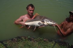 12-03-2009, Gillhams Fishing Resorts Thailand, Giant Catfish, Red Tail 12-15 kg, Michael Petersen