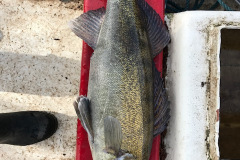 16-04-2017, Tissø, Sandart 5,200 kg, 74,0 cm, Poul R Larsen