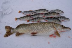 18-02-2010, Tystrup Sø, Gedde 4,300 kg, Jesper Andersen