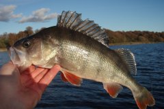18-10-2009, Tystrup Sø, Aborre 1,050 kg, 40,0 cm, Michael Jæger Petersen