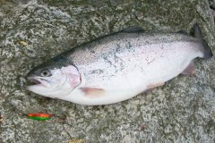 18-12-2006, Ved Klarskovgård Storebælt, Havørred 2,500 kg, 50,0 cm, Jim Ludvigsen