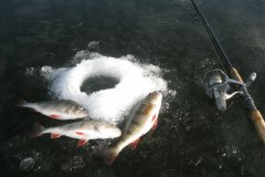 19-02-2012, Aborre fanget under isfiskeri på Tystrup sø