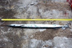 20-05-2010, En ivrig pæn hornfisk på 67 cm, og der kom flere Knæk og bræk og husk fisketegnet, der er meget kontrol ved kysten, heldigvis