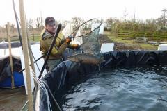 21-11-2009, Fisken gøres klar til strygningen Projekt Vildfisk