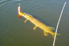 25-03-2010, Pæn 3 kilos gedde i vandhul ved Havrebjerg, blev selvfølgelig genudsat Fanget på hjemmelavet pirk, blink Hans Chr Katberg Olrik Thoft ,  Slagelse