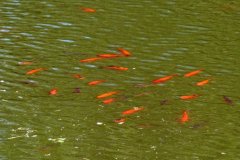 26-05-2009, Gadekær i Hejninge fuld af gode agnfisk, hvis vinterens is ikke også har slået dem ihjel Hans ChrKatberg Olrik Thoft ,  Slagelse