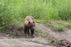 29-07-2009, Vi har da også bjørne ved vor lejr ved Deshka River