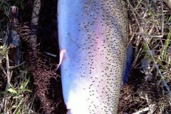 30-03-2012, Isefjorden, Regnbueørred 3,900 kg, 64,0 cm, Torben Hænchberg